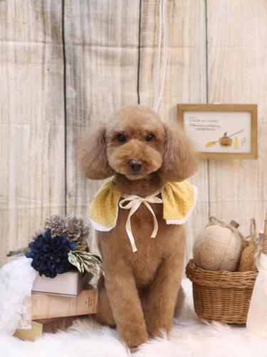 20241005マロンちゃん